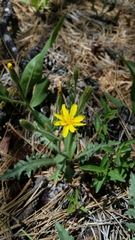 Crepis monticola