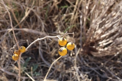 Solanum elaeagnifolium