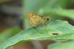 Potanthus rectifasciata