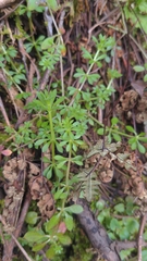Galium trifidum trifidum