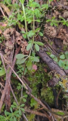 Galium trifidum trifidum