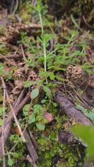 Galium trifidum trifidum