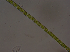 Ulothrix