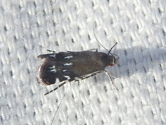 Anacampsis levipedella