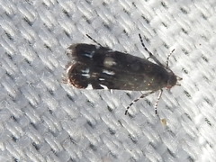Anacampsis levipedella