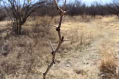 Prosopis glandulosa