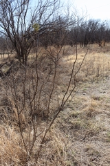 Prosopis glandulosa