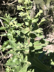 Acourtia microcephala