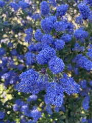 Ceanothus