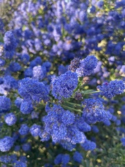 Ceanothus