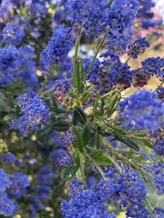 Ceanothus