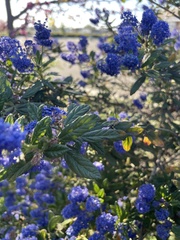 Ceanothus
