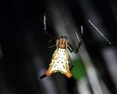 Micrathena macfarlanei
