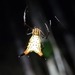 Micrathena macfarlanei - Photo (c) Pedro H. Martins, some rights reserved (CC BY-NC), uploaded by Pedro H. Martins