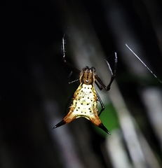 Micrathena macfarlanei