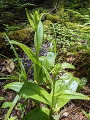 Platanthera grandiflora