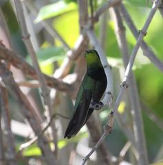 Anthracothorax aurulentus