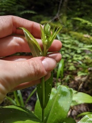 Platanthera grandiflora