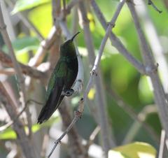 Anthracothorax aurulentus