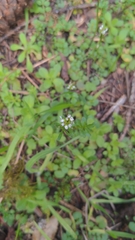Cardamine oligosperma