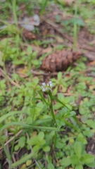 Cardamine oligosperma