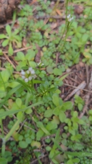 Cardamine oligosperma