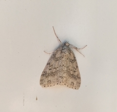 Pseudocoremia rudisata