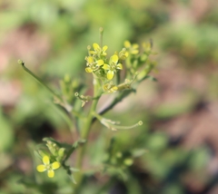 Brassicaceae