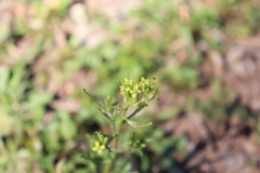 Brassicaceae