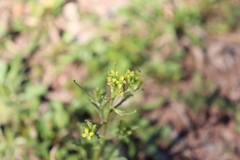 Brassicaceae