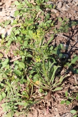 Brassicaceae