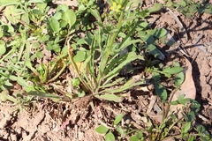 Brassicaceae
