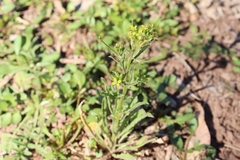 Brassicaceae
