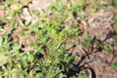 Brassicaceae