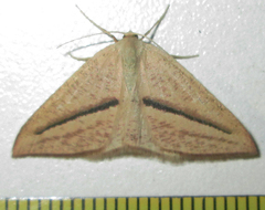 Chlorerythra rubriplaga