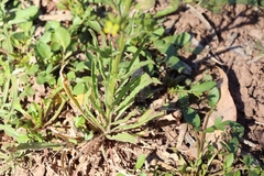 Brassicaceae