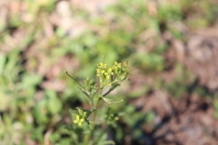 Brassicaceae