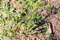 Brassicaceae