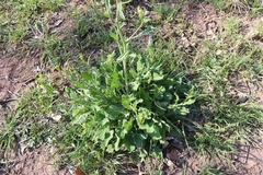 Brassiceae