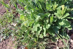 Brassiceae