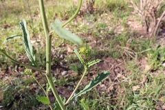 Brassiceae