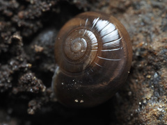 Glyphyalinia indentata