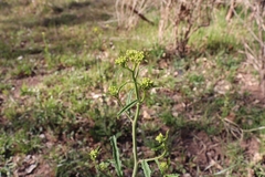 Brassiceae