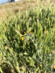 Amsinckia