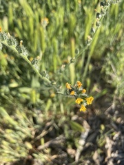 Amsinckia