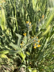 Amsinckia