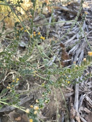 Amsinckia