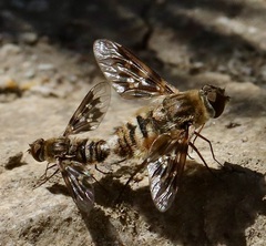 Thyridanthrax nugator