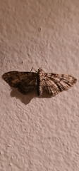 Gymnoscelis rufifasciata