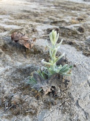 Pseudognaphalium stramineum